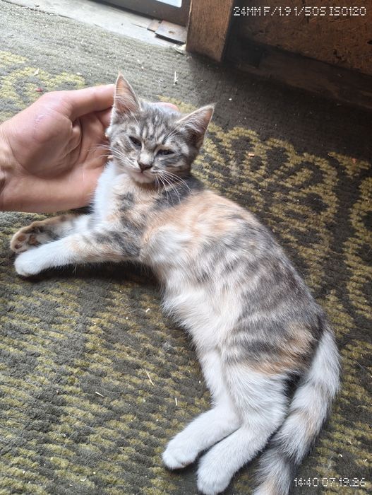 Кошечка трехцветка