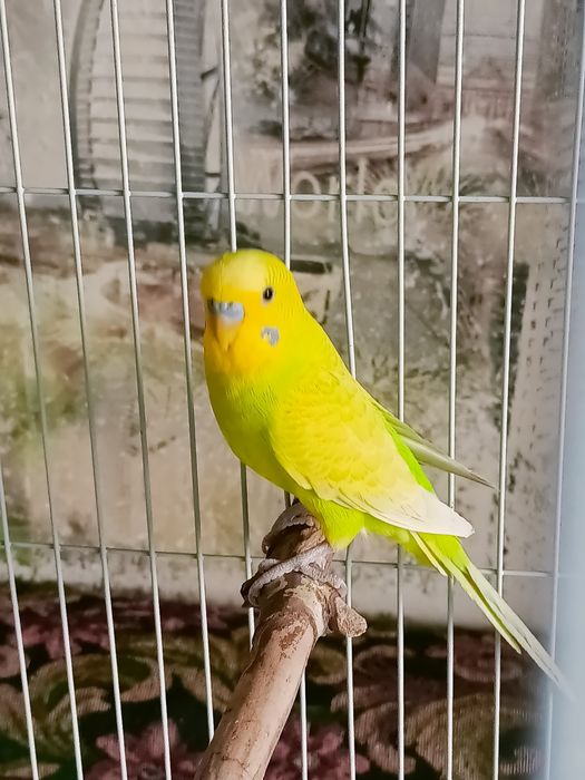 Волнистые попугаи .