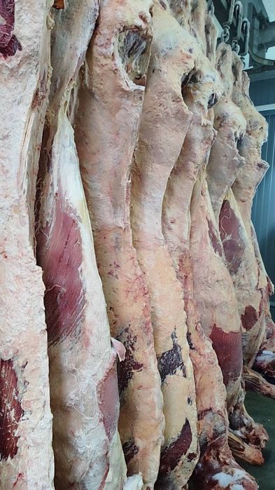 Продать туши говядины