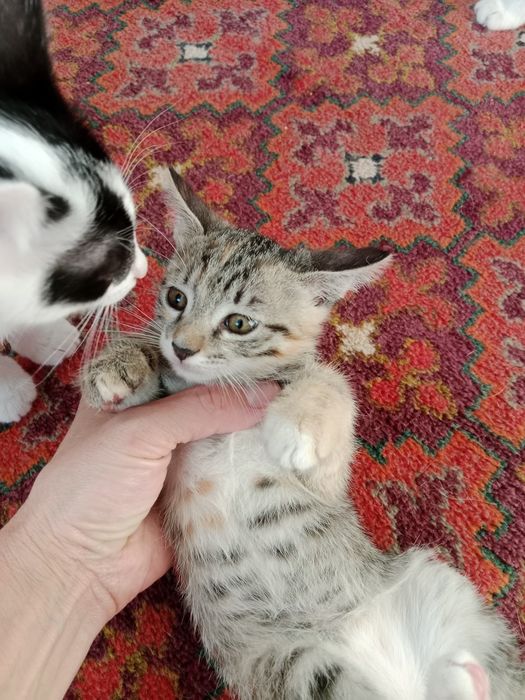 Отдам даром котят в добрые руки.