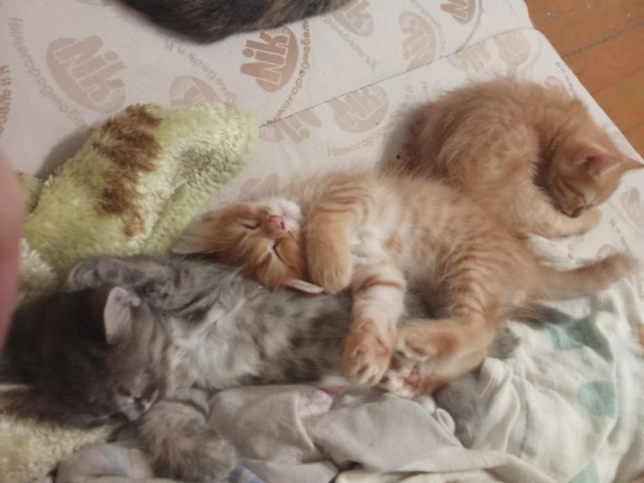 Отдам котят в добрые руки.