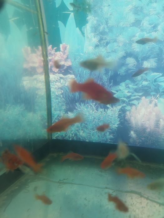 Меченосецы подмостки