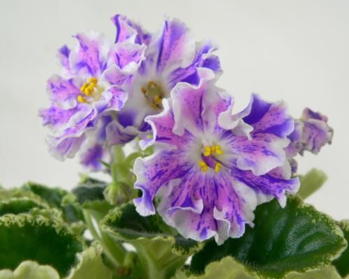Фиалки сортовые свежесрезанным листом