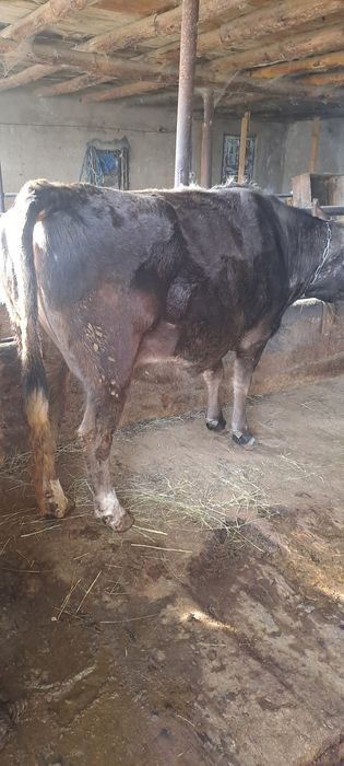 продаётся стельная корова