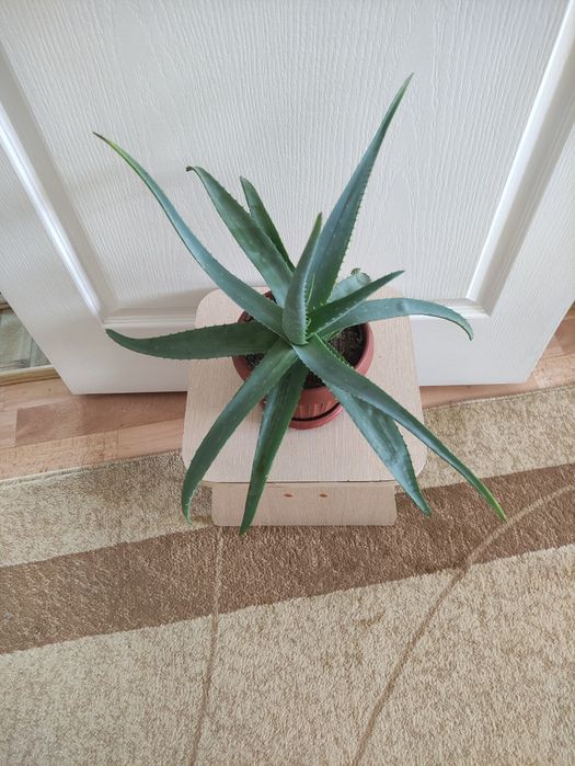 Алоэ лечебное  2500