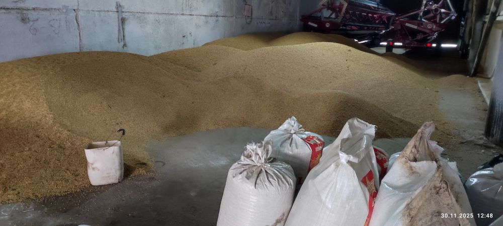 Пшеница, ячмень.