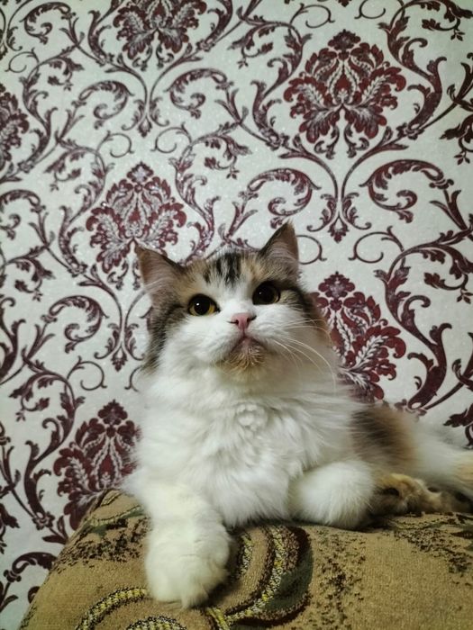 Отда кошечку в хорошие руки