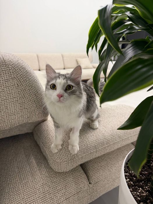 Котик мальчик кастрирован