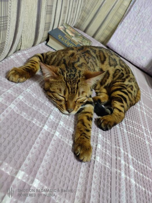 Бенгальские котята,  бенгал