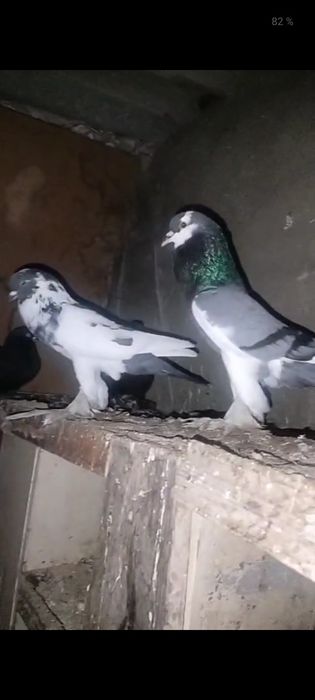 Дутыш декоративные