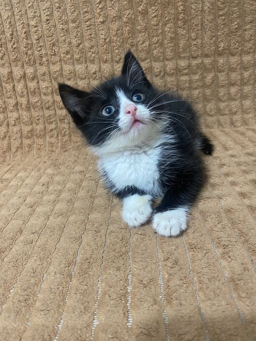 Отдам двух котят