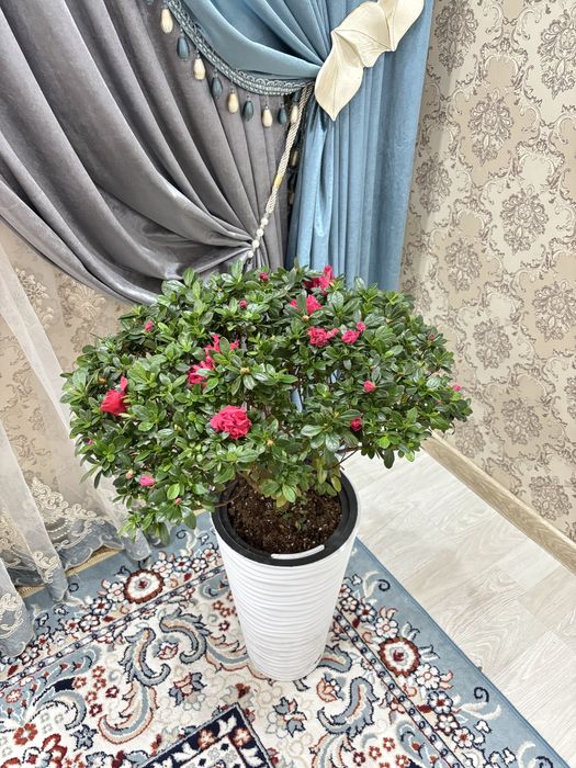 Азалия цветы свежий