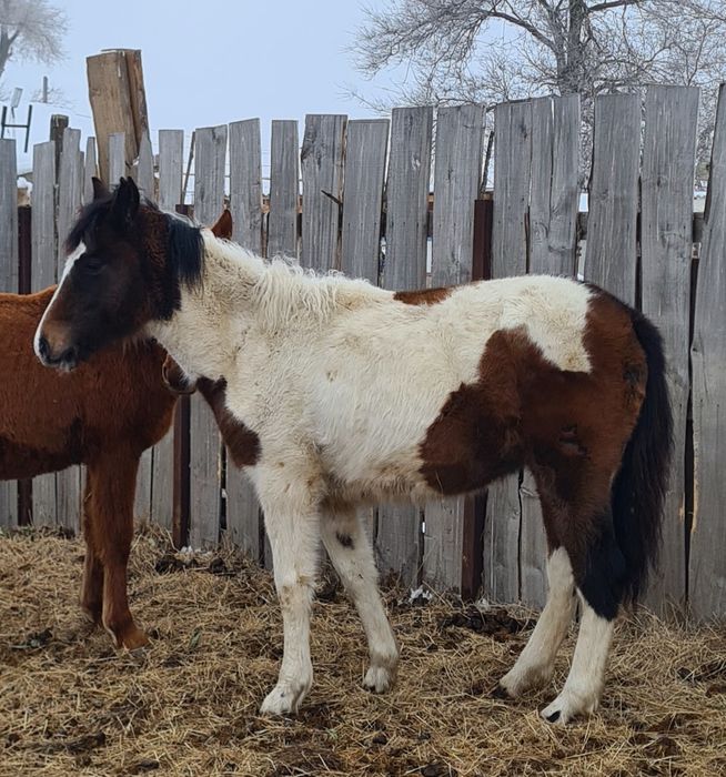 Екі ұрғашы жабағы сатылады