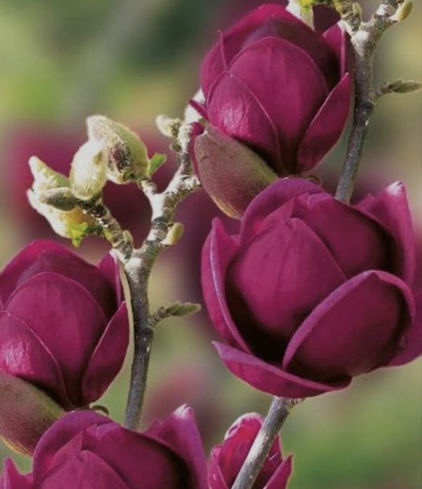 Магнолия карликовая 4 сорта