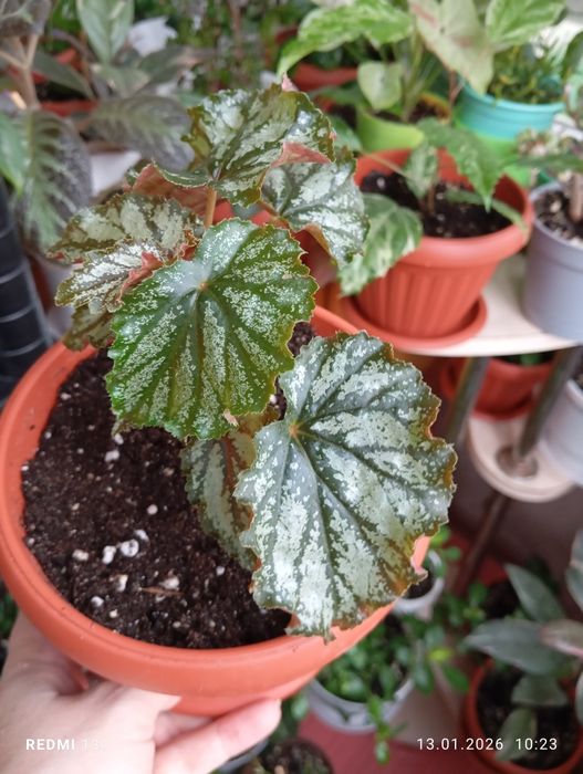 Продам комнатные растения