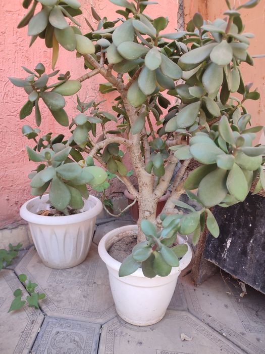 Денежное дерево продам