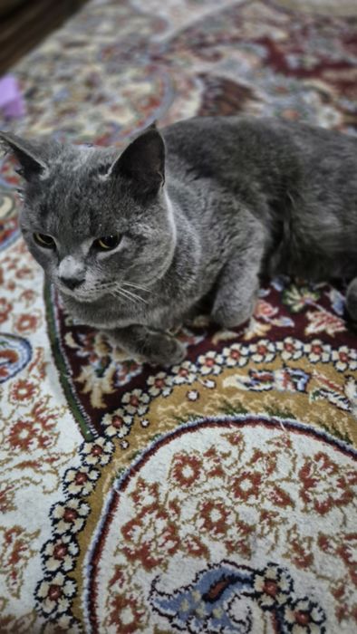 Мушук  сотилади!