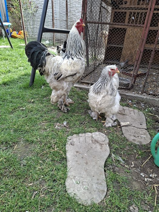 Brahma herminat deschis