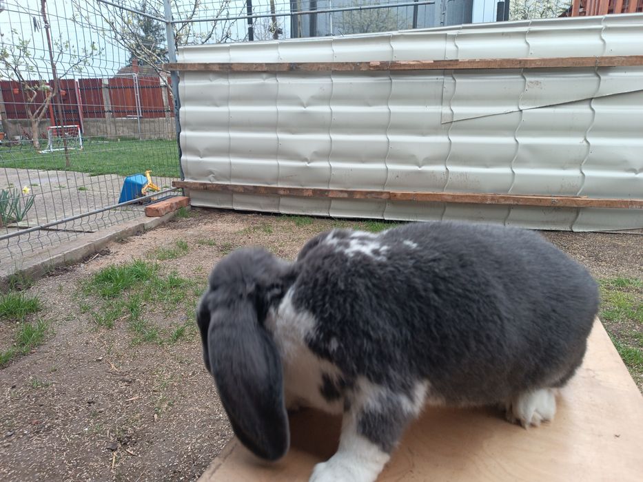 Iepure mascul Berbec german