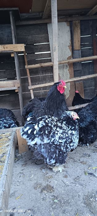 Cochinchina uriaș bobat
