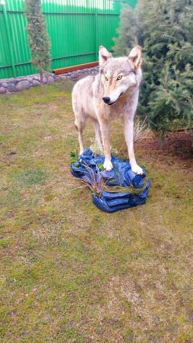 Продам имитацию волка муляж