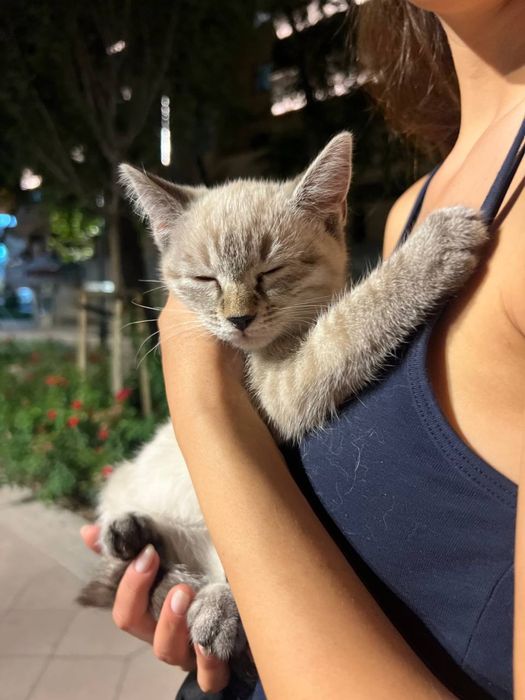 Котенок в добрые руки