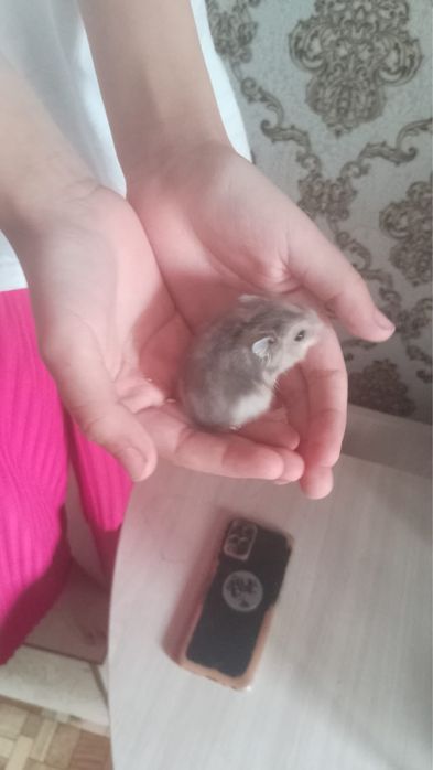 Отдам хомячков даром