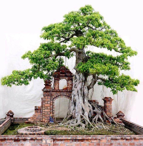 Бонсай искуственный  с натуральными растениями.