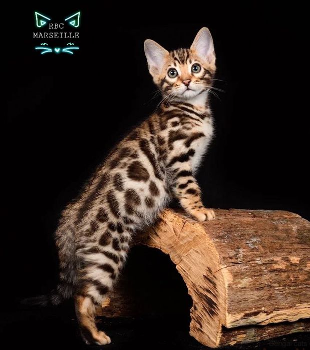 Элитные котята. БЕНГАЛЫ. Детки!