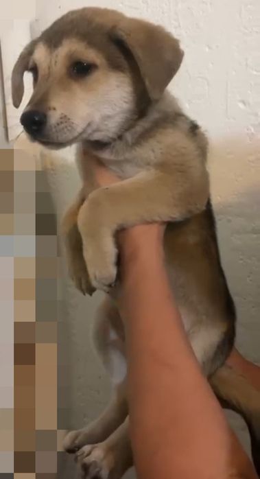 Щенок мальчик  метис