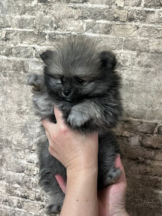 Щенки Немецкий Шпиц