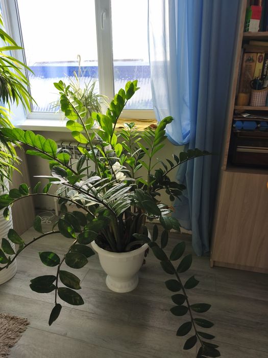 Продам комнатные цветы