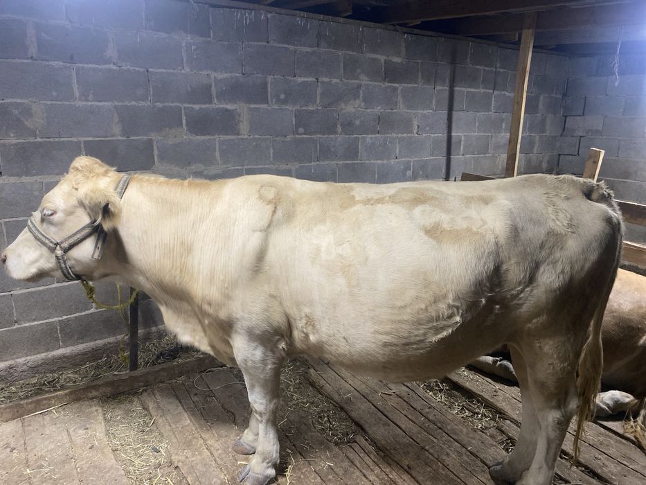 Тоқал сиыр бызаумен