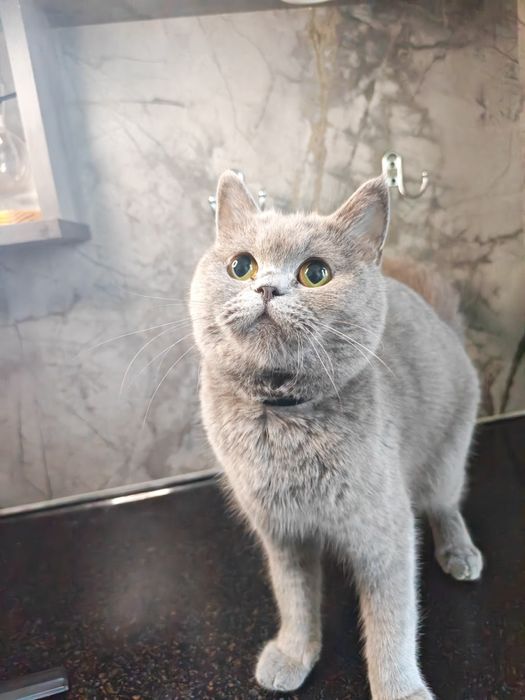 Скотиш страйт чистокровные