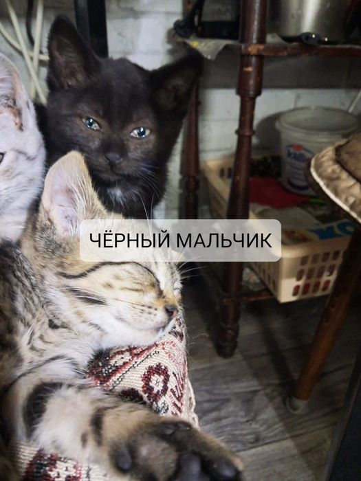 Отдам бесплатно домашних котят