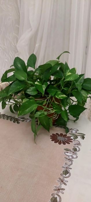 комнатные цветы для гостиной