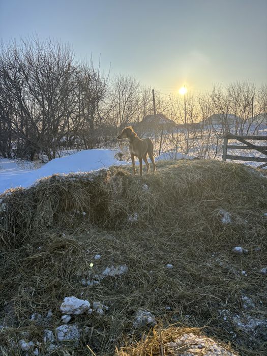 Тазы сатылады тазы
