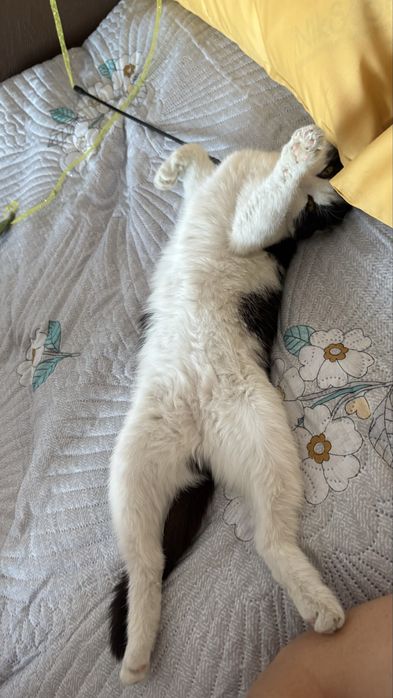 Кошечка ищет дом