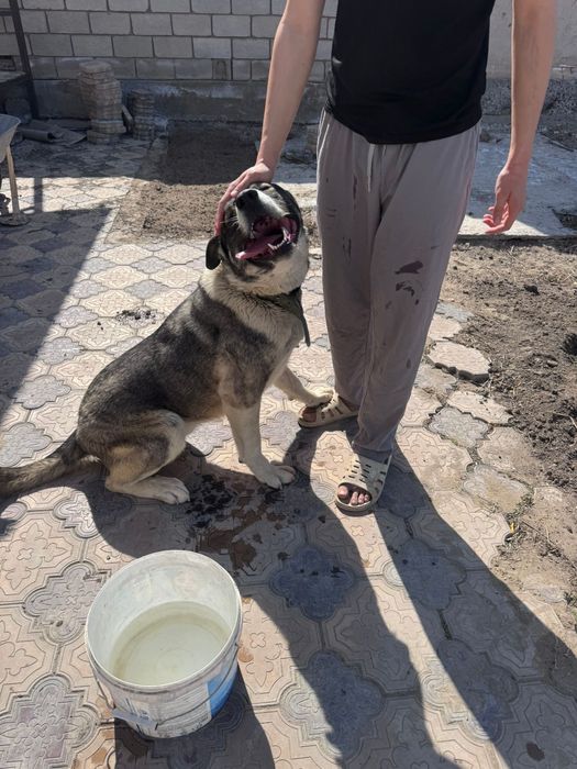 Отдам в хорошие руки