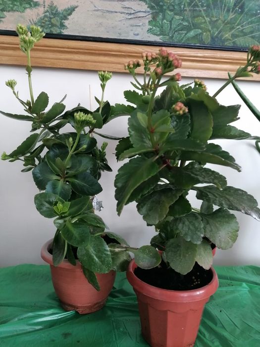 Продам Декоративное Каланхое