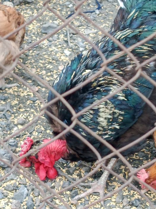 Продам петухов разных пород