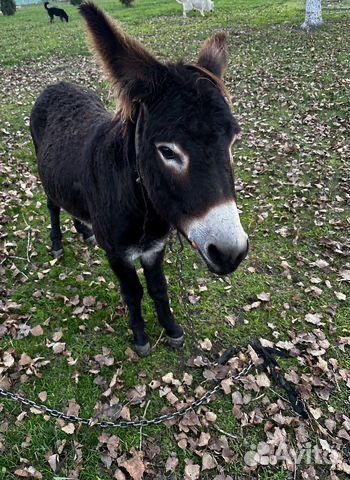 Продам ишака срочно