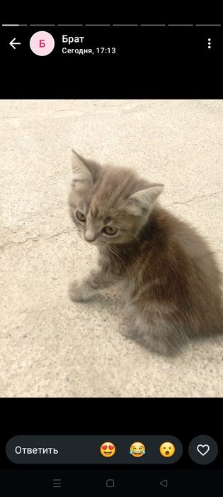 Отдам котят в добрые руки