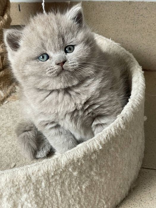 British Shorthair Lilac