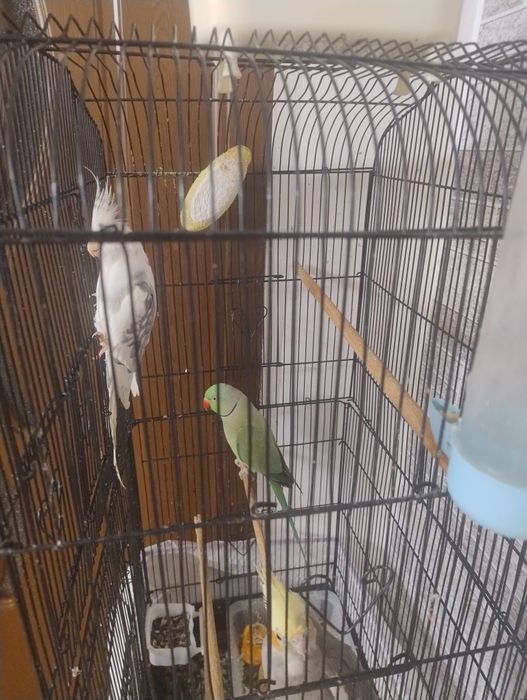 Papagal Micul Alexandru