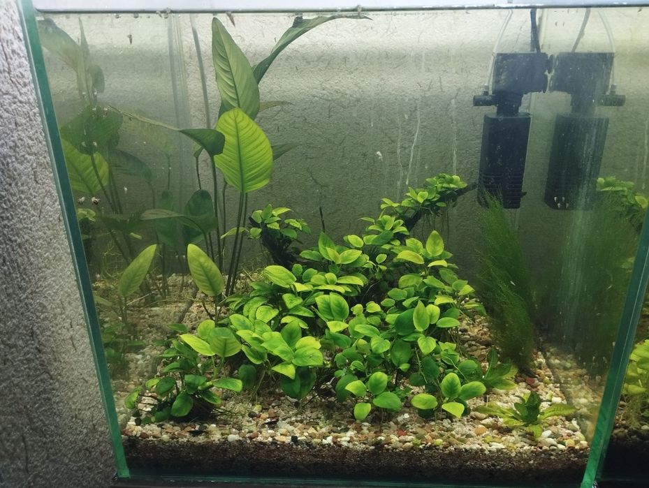 Анубислар сотилади