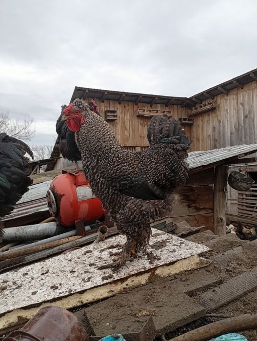 De vânzare cocoși tineri