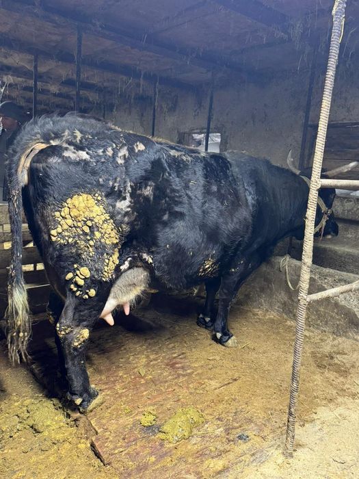 Карова из фермы продам