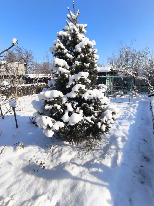 Продам зеленые пышные елки!