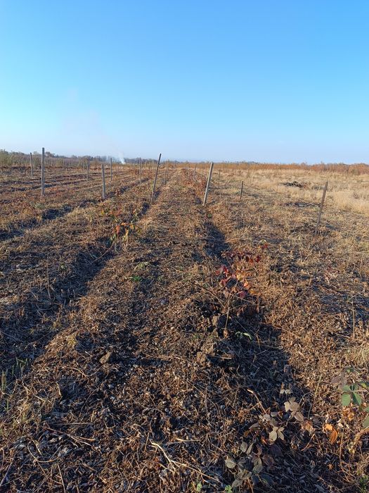 Саженцы ежемалина